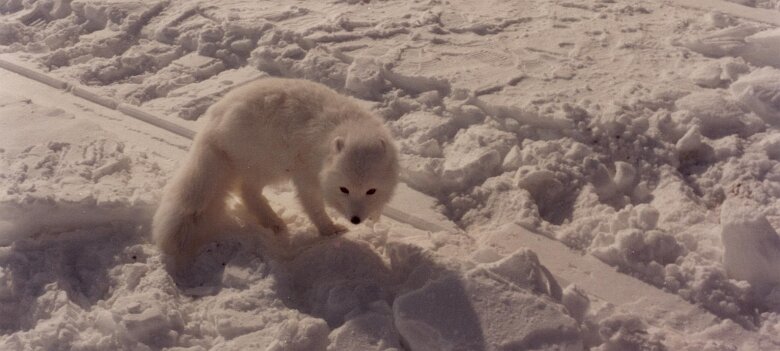 Alaska 1981 par Christian Madillac ${