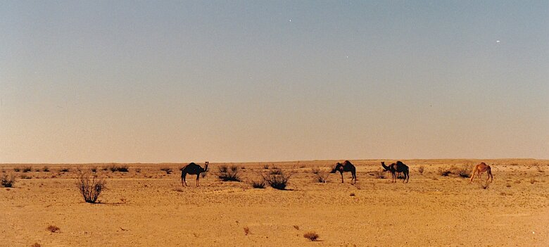 Mission 250 32 06 Oman en 1986 Les dromadaires s'éloignent dépités !! ${