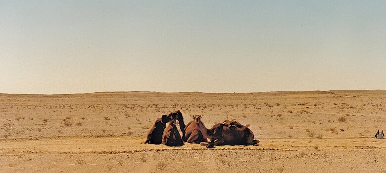 Mission 250 32 06 Oman en 1986 Les dromadaires apprécient beaucoup le sable fin ${