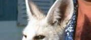 Nelson le fennec L'histoire de Nelson... - OMAN juin 1989 Par Jacques Bernaux Commentaire de Soulard Xavier ex Observeur Oman - 19-06-2012 11:22:04 -> Je me suis bien occupé de...