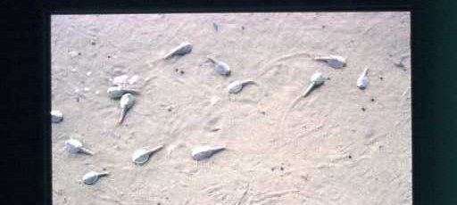 22/02/1990 TRIOPS OMAN par Jacques Bernaux histoire étonnante de fossiles vivants! par Jacques Bernaux ${