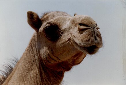 1990: Oman par Christian Madillac ${