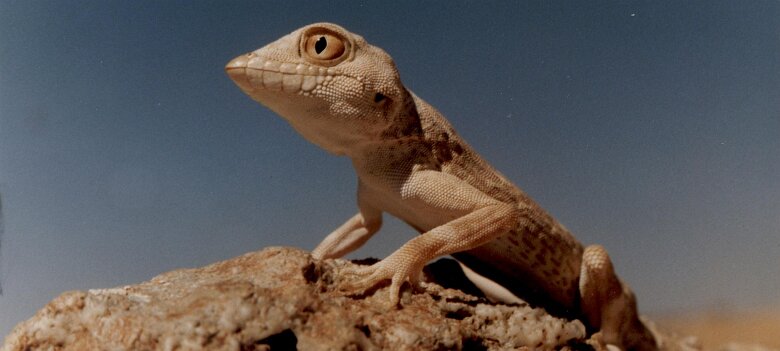 1990: Oman par Christian Madillac ${