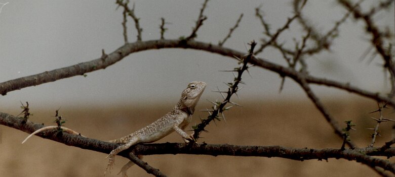 1990: Oman par Christian Madillac ${