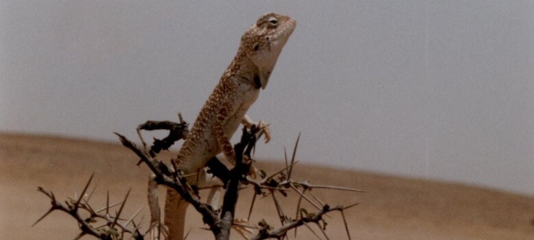 1990: Oman par Christian Madillac ${