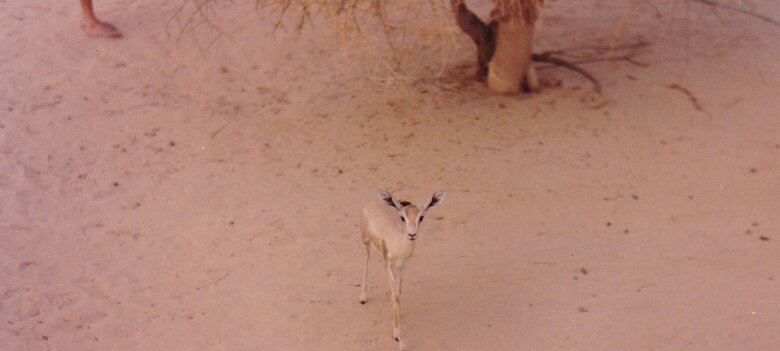 Mission 337 43 56 - Niger 1992 3 région de Termit ${
