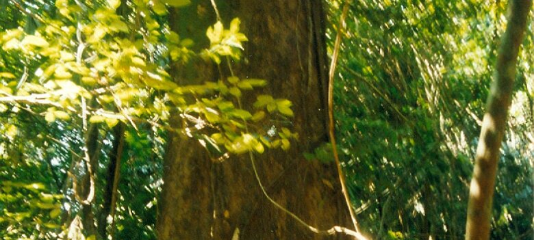 Gazoduc Myanmar Total - 7 - Paysage - ${label} ${