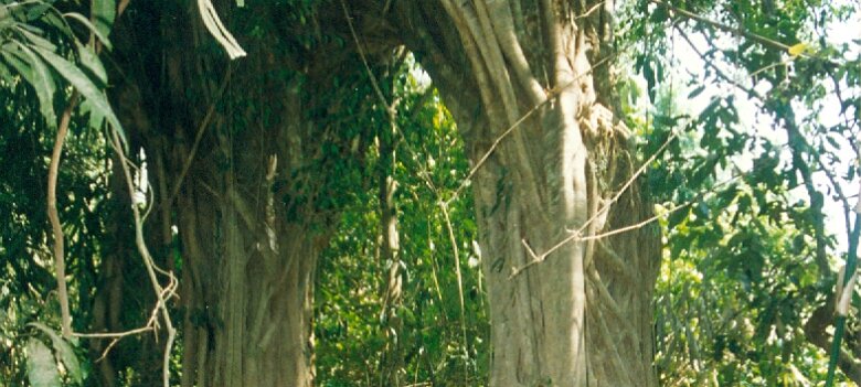 Gazoduc Myanmar Total - 7 - Paysage - ${label} ${