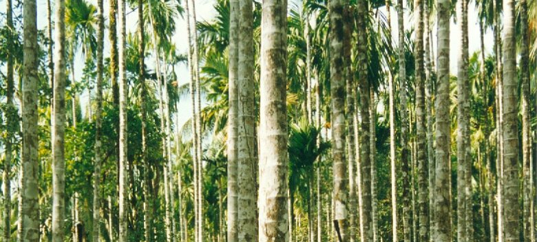 Gazoduc Myanmar Total - 8 - forage - ${label} ${