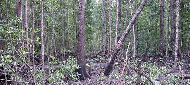 Photos Indonesie - Irian Jaya/Bridging/Bridging_0302 - ${label} ${