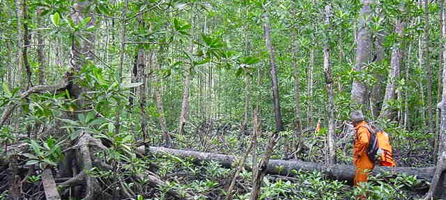 Photos Indonesie - Irian Jaya/Bridging/Bridging_0302 - ${label} ${