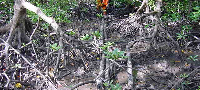 Photos Indonesie - Irian Jaya/Bridging/Bridging_0302 - ${label} ${
