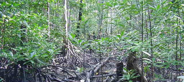 Photos Indonesie - Irian Jaya/Bridging/Bridging_0302 - ${label} ${