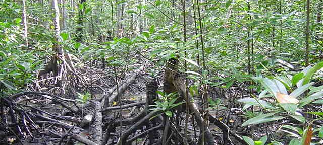 Photos Indonesie - Irian Jaya/Bridging/Bridging_0302 - ${label} ${