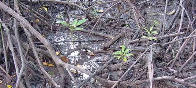 Photos Indonesie - Irian Jaya/Bridging/Bridging_0302 - ${label} ${