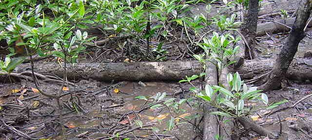 Photos Indonesie - Irian Jaya/Bridging/Bridging_0302 - ${label} ${