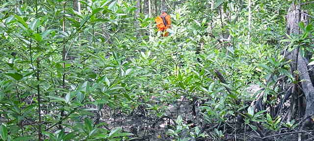 Photos Indonesie - Irian Jaya/Bridging/Bridging_0302 - ${label} ${
