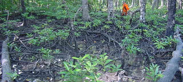 Photos Indonesie - Irian Jaya/Bridging/Bridging_0302 - ${label} ${