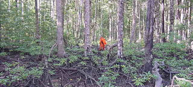 Photos Indonesie - Irian Jaya/Bridging/Bridging_0302 - ${label} ${