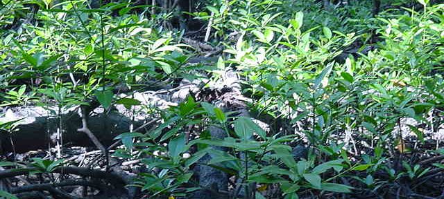 Photos Indonesie - Irian Jaya/Bridging/Bridging_0302 - ${label} ${