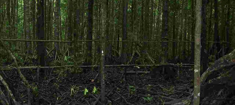Photos Indonesie - Irian Jaya/Bridging - ${label} ${