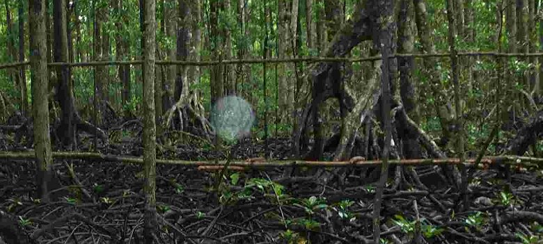 Photos Indonesie - Irian Jaya/Bridging - ${label} ${