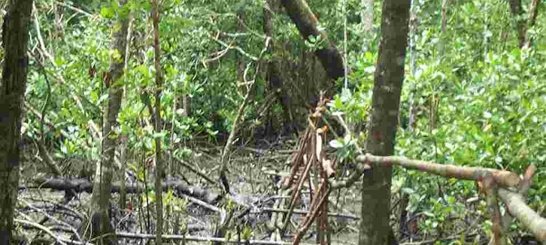 Photos Indonesie - Irian Jaya/Bridging - ${label} ${