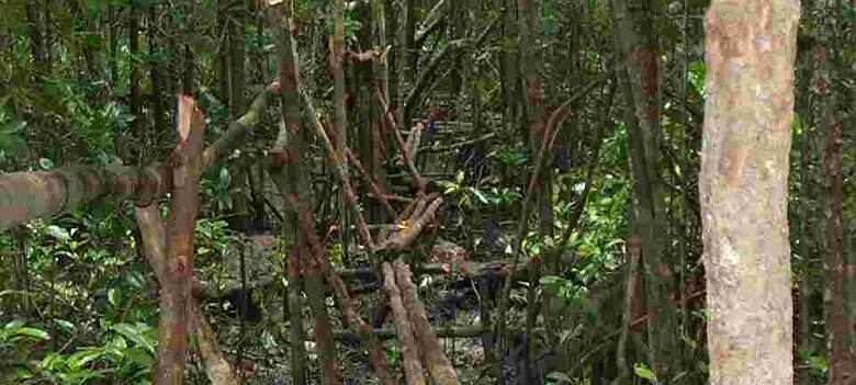 Photos Indonesie - Irian Jaya/Bridging - ${label} ${
