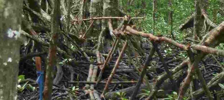 Photos Indonesie - Irian Jaya/Bridging - ${label} ${