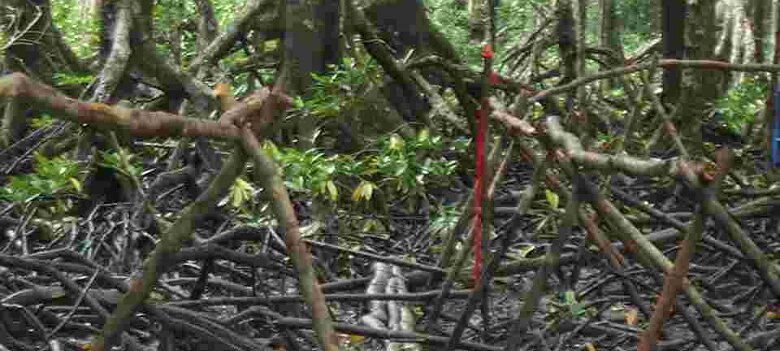 Photos Indonesie - Irian Jaya/Bridging - ${label} ${