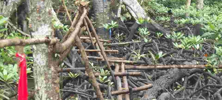 Photos Indonesie - Irian Jaya/Bridging - ${label} ${