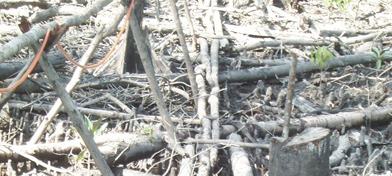 Photos Indonesie - Irian Jaya/Bridging - ${label} ${