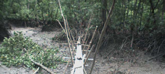 Photos Indonesie - Irian Jaya/Bridging - ${label} ${