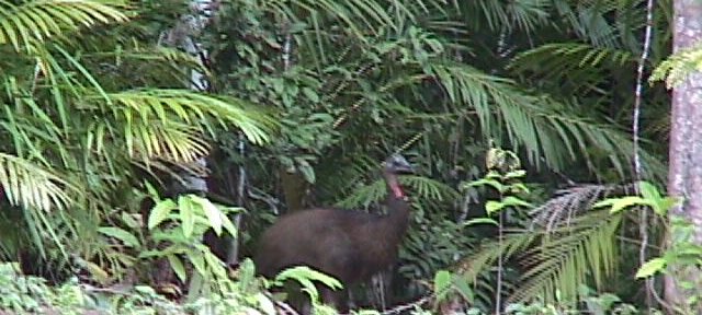 Photos Indonesie - Irian Jaya/Paysage - ${label} ${