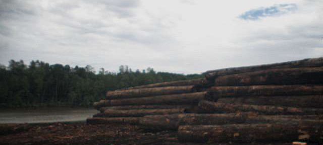 Photos Indonesie - Irian Jaya/Wood in Babo Sawmill - ${label} ${
