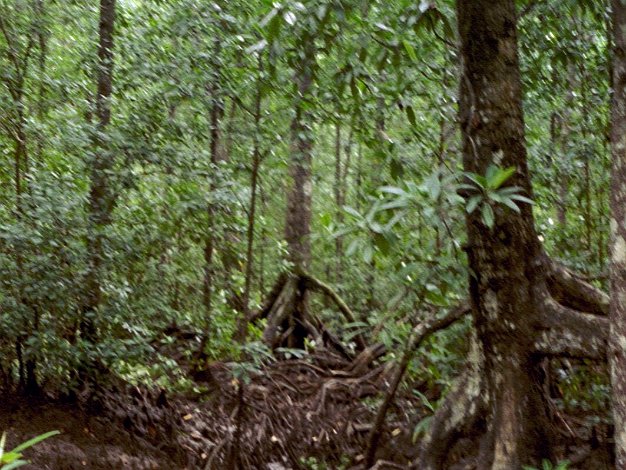 Mangrove