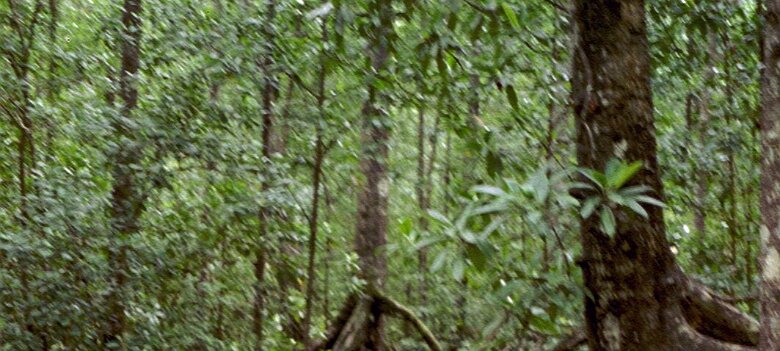 Photos Indonesie - Veronique Larue- photos de sa part/Mangrove - ${label} ${