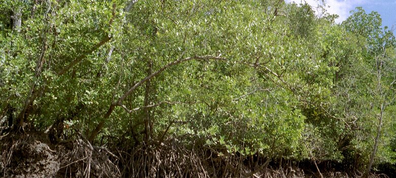 Photos Indonesie - Veronique Larue- photos de sa part/Mangrove - ${label} ${