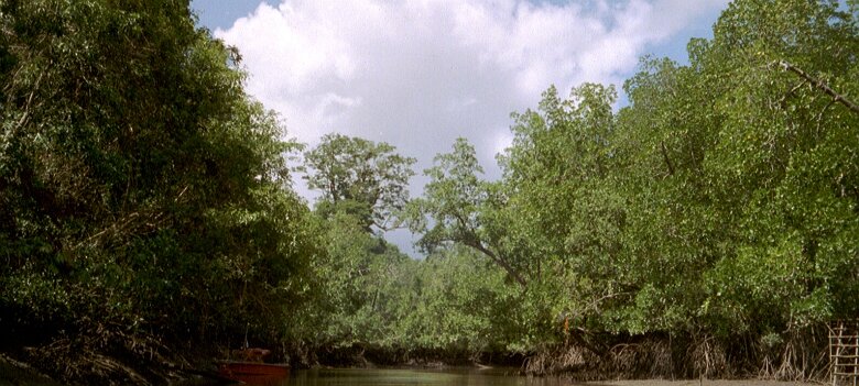 Photos Indonesie - Veronique Larue- photos de sa part/Mangrove - ${label} ${