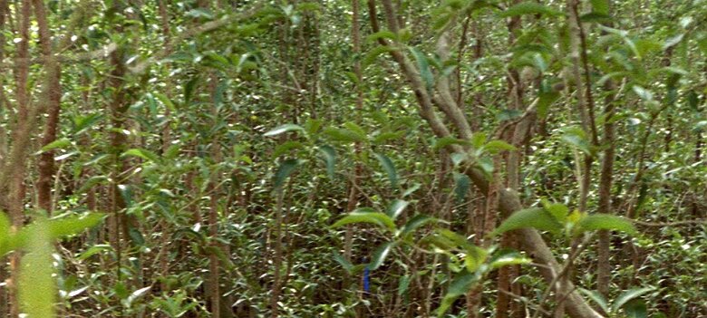 Photos Indonesie - Veronique Larue- photos de sa part/Mangrove - ${label} ${