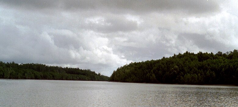 Photos Indonesie - Veronique Larue- photos de sa part/Mangrove - ${label} ${