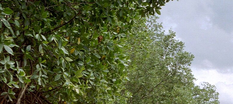 Photos Indonesie - Veronique Larue- photos de sa part/Mangrove - ${label} ${