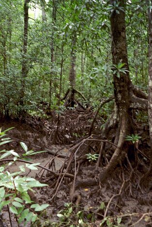 Mangrove