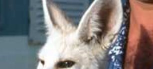 Nelson le fennec L'histoire de Nelson... - OMAN juin 1989 Par Jacques Bernaux Commentaire de Soulard Xavier ex Observeur Oman - 19-06-2012 11:22:04 -> Je me suis bien occupé de...
